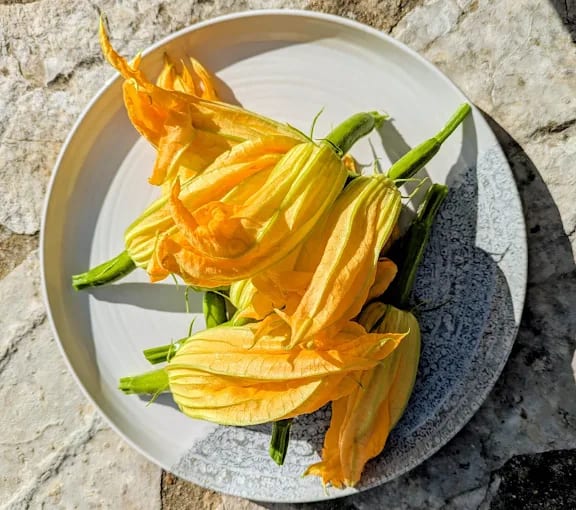 Fleurs de courgette fraîchement cueillies dans une assiette en grès